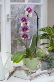 Phalaenopsis 'Dream Diamond' (Malay flower, butterfly orchid)