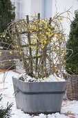 Jasminum nudiflorum (winter jasmine) in wooden tub on snowy terrace