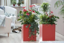 Orange plastic containers as room dividers planted with Anthurium