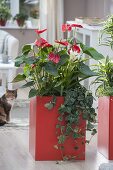 Orange plastic containers planted with anthurium as room dividers