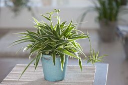 Chlorophytum comosum 'Ocean' (green lily, zebra grass) in a turquoise pot