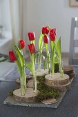 Single stems of Tulipa (tulips) in glass tubes