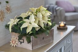 Euphorbia pulcherrima (white poinsettia) in old wooden drawer