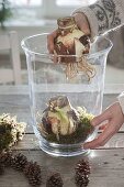 Amaryllis in glass with moss and cones