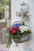 Basket planted with Primula acaulis (spring primroses) and Hedera (ivy)