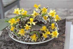 Kranz aus Salix (Palmkätzchen, Weidenkätzchen) mit Narcissus