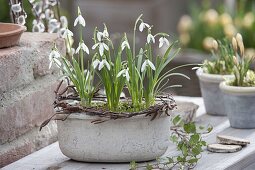 Galanthus (Schneeglöckchen) in grauer Schale mit Kranz aus Zweigen