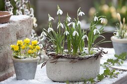 Galanthus (Schneeglöckchen) in grauer Schale mit Kranz aus Zweigen