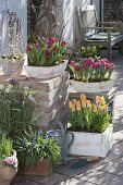 Tulipa 'Curly Sue', 'Lilac Perfection', 'Yellow Star' (tulips), Salix caprea 'Kilmarnock'.
