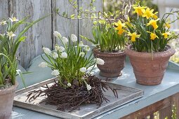 Muscari botryoides 'Alba' (grape hyacinth) in a nest of Betula twigs