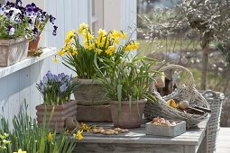 Spring terrace with daffodils and crocuses in terracotta