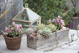 Echeveria pulvinata 'Doris Taylor' und Polygala chamaebuxus grandiflora