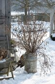 Twigs of Corylus avellana (Hazelnut) as bouquet in old milk churn