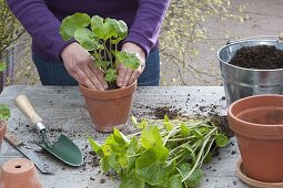 Divide and pot large wasabi plant