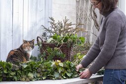 Ivy, making a garland