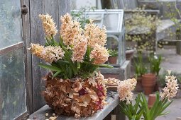 Hyacinthus 'Gipsy Queen' (Hyazinthen) in Topf beklebt mit Zwiebelschalen