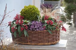 Basket planted with boxwood ball through the seasons