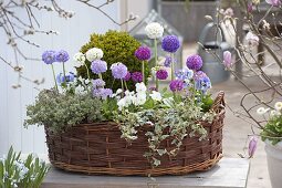 Basket planted with boxwood through the seasons