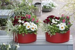 Red plastic bowls planted with Holcus (honey grass), Bellis