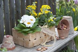 Spank basket with Primula veris (primroses, cowslip)