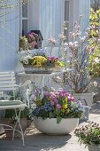 Variegated spring terrace with Tulipa 'Early Glory' (tulips), Myosotis 'Myomark'