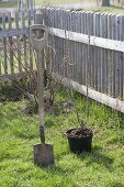 Man plants red currant in organic garden