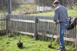 Mann pflanzt rote Johannisbeere im Biogarten