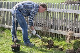 Man planting red currant in organic garden