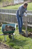 Man planting red currant in organic garden