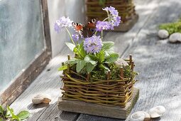 Small Primula denticulata (globe primrose) in homemade pot