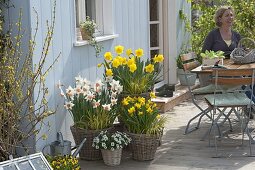 Narcissus 'Yellow River' 'Jet Fire' 'Accent' (daffodils), Acorus 'Ogon'