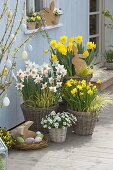 Narcissus 'Yellow River', 'Jet Fire', 'Accent' (daffodils), Acorus 'Ogon'