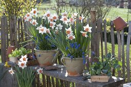 Narcissus 'Accent' (Narzissen) und Muscari 'Blue Pearl' (Traubenhyazinthen)