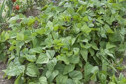Bush beans (Phaseolus) in the organic garden