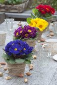 Bunt gemischte Primula acaulis (Frühlingsprimeln) in Reihe auf dem Tisch
