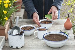 Sowing cress in enamel bowls