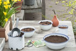 Sowing cress in enamel bowls