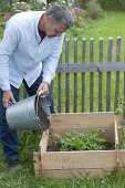 Growing potatoes in potato crate