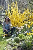 Spring border with Forsythia 'Lynwood', Narcissus