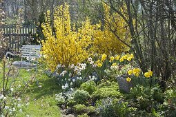 Frühlingsbeet mit Forsythia 'Lynwood' (Goldgloeckchen), Narcissus