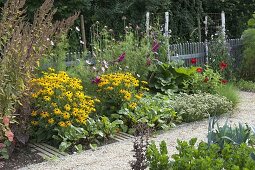 Rudbeckia fulgida 'Goldsturm' (coneflower), beetroot (Beta vulgaris)