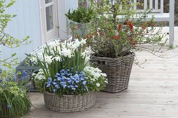Blue and white spring basket: fragrant Narcissus 'Thalia' (narcissus)