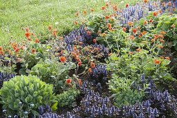 Early summer bed with Geum (carnation root), Ajuga reptans