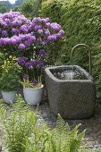 Granittrog mit Wasserspeier auf gepflasterter Terrasse, Rhododendron