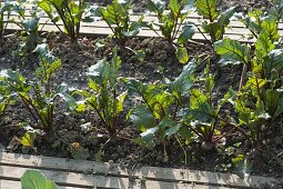 Beetroot (Beta vulgaris) in the vegetable patch