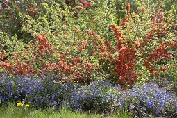 Veronica peduncularis 'Big Blue' (Veronica) and Chaenomeles japonica