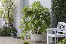 Wisteria floribunda 'Alba' (White Blue Vine) underplanted with Bellis