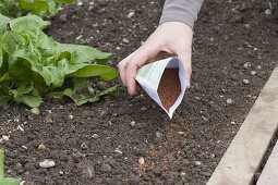 Sowing cress in the vegetable garden