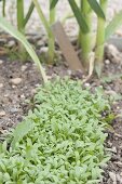Cress sowing in vegetable garden