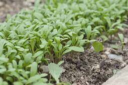 Cress sowing in vegetable garden